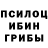 Псилоцибиновые грибы Cubensis TerecTuronik